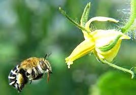 Native pollinators and agriculture Pollinators, mainly bees, play a significant role in the production of more than 150 food crops in the United States from apples to alfalfa.