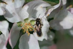 Native pollinators and agriculture Despite the recognized importance of pollination services, there is increasing evidence that our native pollinators are at risk.