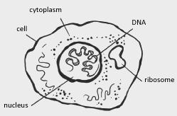 DNA is a tightly coiled thread of molecules found in chromosomes within a cell s nucleus.