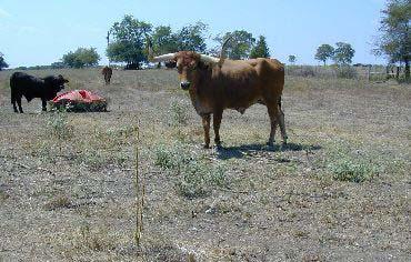 supply. Months of peak forage growth vary among regions of Texas.