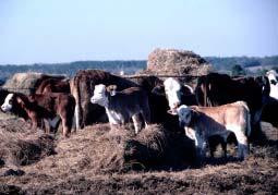 Purchase hay rather than produce it, but get a FORAGE ANALYSIS on any purchased hay.