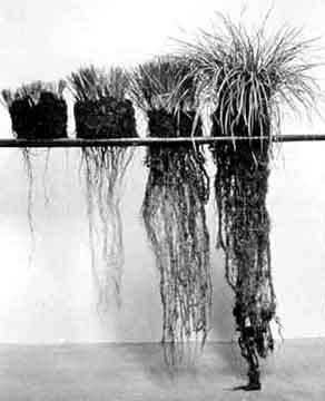Managing plant roots affects