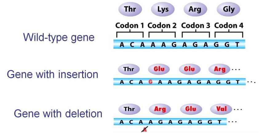 Insertion/deletion (Indels) Typically defined as gain or loss of 1-50 bps Less frequent than SNPs