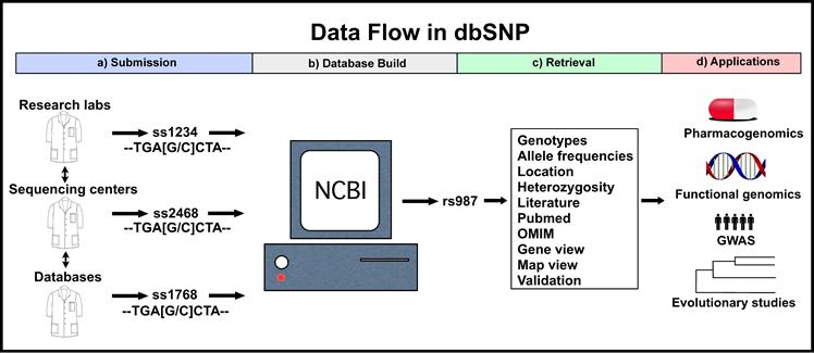dbsnp Online database from