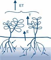 Chapter 1 Introduction 1.1. Evaporation, transpiration and evapotranspiration In a cropped field water can be lost through two processes (Figure 1): 1.