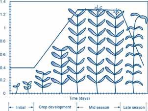 Module 4: Crop water requirements and irrigation scheduling Initial stage The initial stage refers to the germination and early growth stage when the soil surface is not or is hardly covered by the