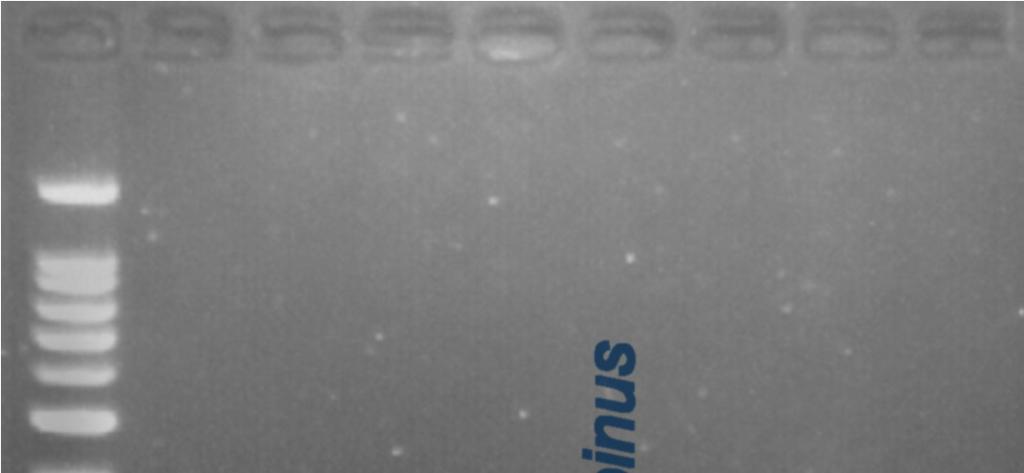 Thresher Shark Specific PCR