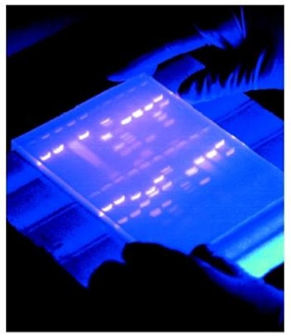 large pieces Higher percentage of agarose/polyacrylamide provides higher resolution of small pieces After Electrophoresis the DNA is