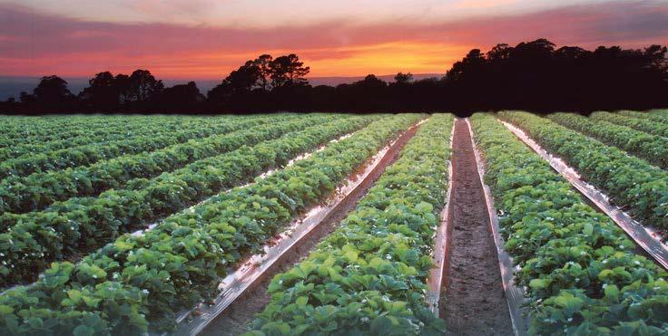 Agriculture in Monterey County Monterey County is recognized as the Salad Bowl of the World.