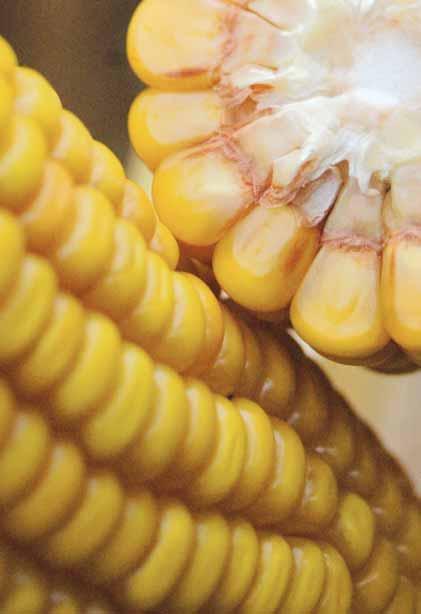 For Limagrain, corn is a strategic species Limagrain originally based its development on the creation of corn varieties, followed by the production and sale of corn seeds.