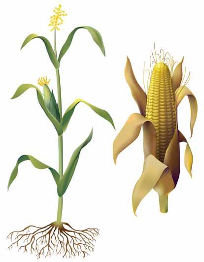 GLOSSARY Male inflorescence (tassel) Corn: Species - Zea mays. Family - Gramineae.