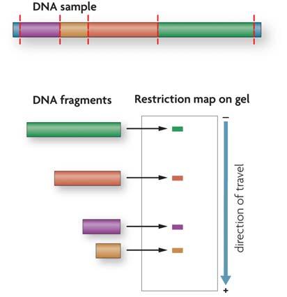 C. Restriction maps show the of DNA fragments 1. Gel electrophoresis- technique using current to separate mixture of DNA fragments from each other 2.