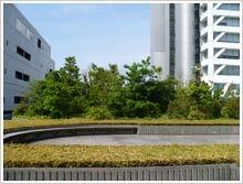 The artificial hill has 37 types of plants such as serrata oak, sawtooth oak, and storax, which are designed in the image of the woods in Musashino.
