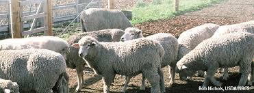 Second-Quarter 2016 Sheep Industry Review Prepared by the