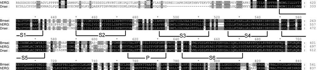 Supplementary Figure 1 Amino acid sequence alignment of deduced Bmsei sequence with Drsei and