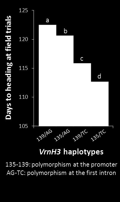 VrnH3 Adapted from