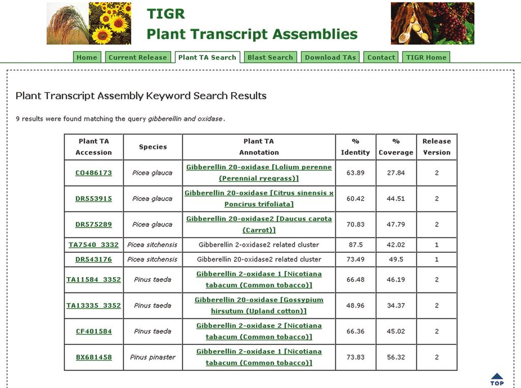 D3 Figure 2. An example of the TA keyword search result page using the keywords gibberellin oxidase to search from the nine Coniferopsida species available.