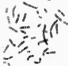 in genome 12 chromosomes Provides the code for the 35,000+