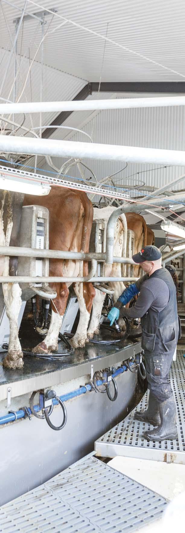 Factors to consider for achieving high throughputs Adjusting rotation time The speed of the platform must be adjusted to suit the milk-out time of the different cow groups, the herd and seasonal