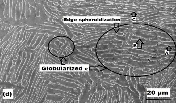 Fig. 3 SEM micrographs after multiple forging, undeformed α-colony structure with deformed β phase a) lamellae kinking b) fragmented α-lamellae c) globularized lamellar structure d) During plastic