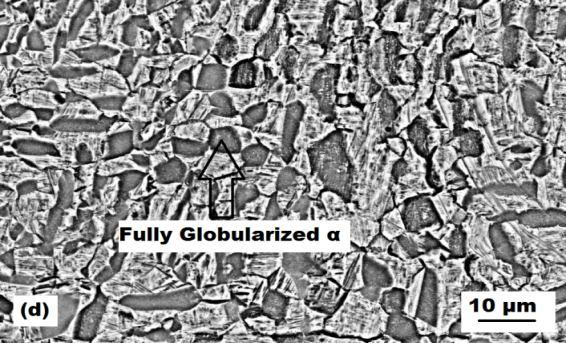 5 SEM micrographs after post deformation annealing for 2h at 700 C a) 800 C b) 900 C c) and 950 C d) The microstructure remains stable with no change in α phase morphology/aspect ratio after