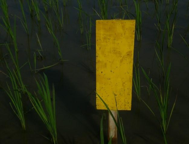 Yellow sticky traps were installed at 30, 45 and 60 DAT and