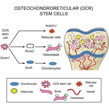 Osteochondralreticular (OCR) Cells Self-renew and generate osteoblasts, chondrocytes, and reticular marrow stromal cells, but not adipocytes.
