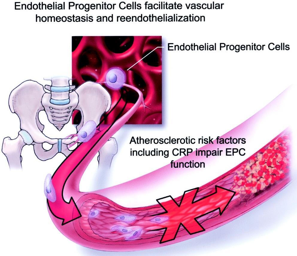 Endothelial Stem Cells (ESCs) Facilitate vascular homoeostasis and neovasculogenesis (new blood vessel