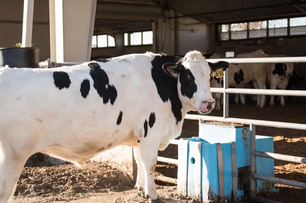 Feedlot Nutrition for Holsteins Tara L.