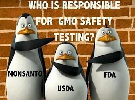 GMOs aren t safe and they re only tested by the