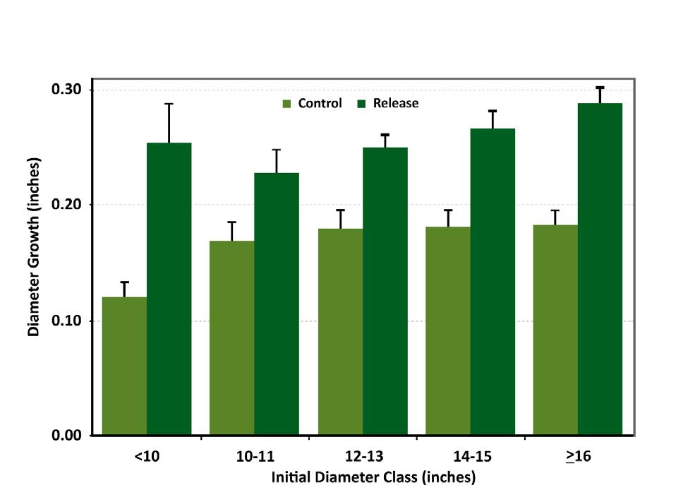 Figure 7. Mean annual diameter growth of released and control red oak sawtimber trees by initial dbh class (upright bars show one standard error). Significant (P<0.