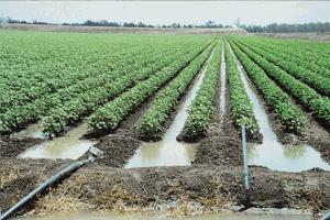 2. Surface Irrigation: Irrigation water flows across the field to the