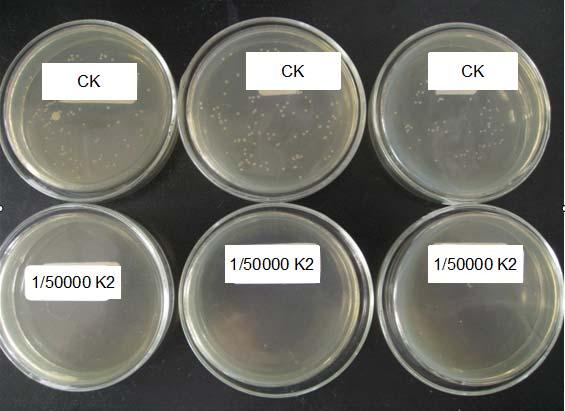 colonies of tobacco R. Solanacearum formed on plates. In the presence of antibacterial agents (K1 and K2), symptoms of inhibition were observed. The result indicated that K1 can inhibit R.