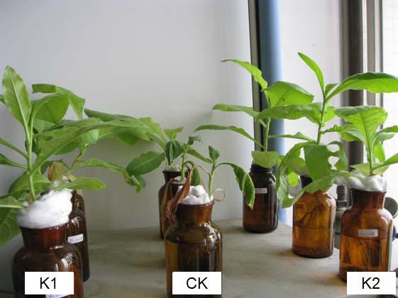 Discussion and Conclusions K1 can inhibit the growth of tobacco R. Solanacearum completely at the concentration range from 1/50 to 1/5000.