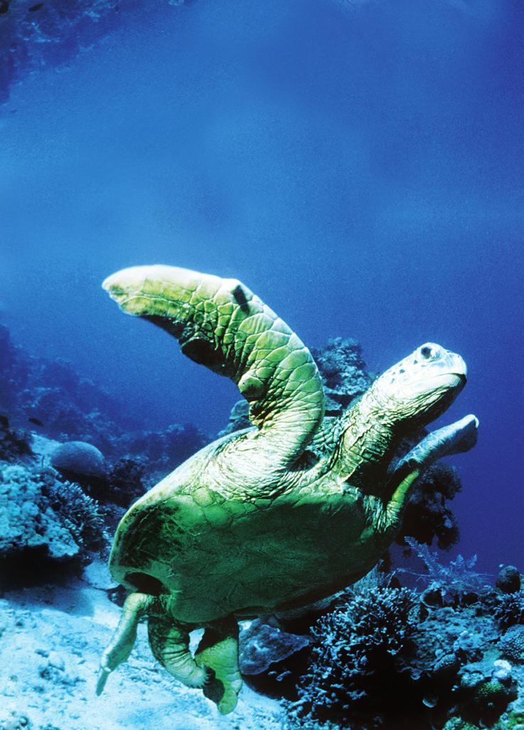 MESSAGE Sea turtle off