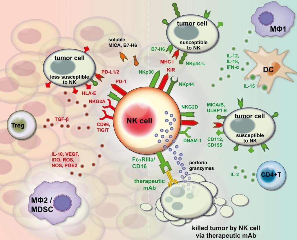 NK-cell anti-tumor responses Tumor escape