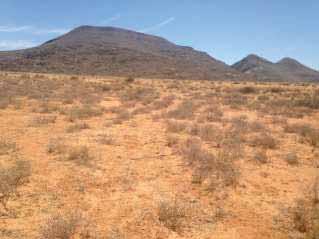 The Bushmanland flat arid grasslands vegetation type are the most prominent and characteristic feature of the Bushmanland.