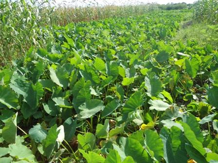 cropping systems - irrigated and rainfed taro are described.