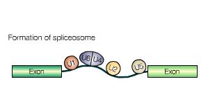 Spliceosome Facilitation From
