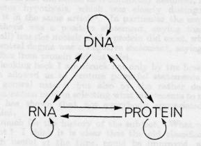 Central Dogma: Doubts Central Dogma was proposed in 1958 by Francis Crick Crick had