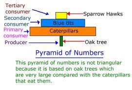 Numbers Pyramid Represents the number of organisms