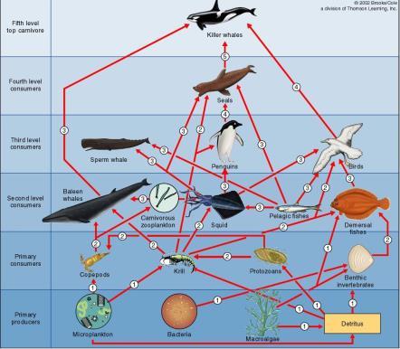 Typically decomposers (saprotrophs and detritovores) are placed beneath producers in the food web Oooops! What s wrong with this food web?
