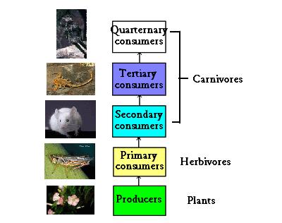 About 90% of the ENERGY at each trophic level is used to keep the organisms alive and is converted to HEAT. Where does the energy go?
