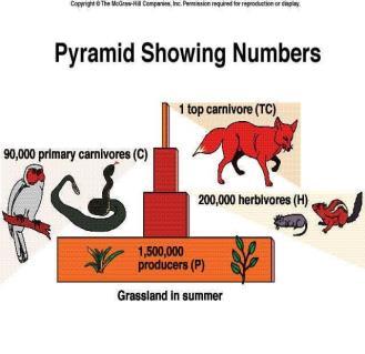 Pyramid of Numbers Shows the number of organisms at each trophic level.