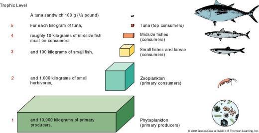 Pyramid of Biomass Shows the total mass of living 