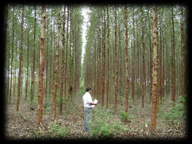 VALUE CREATION AT FIBRIA: Forest Technology 12 Profitability: MAICEL