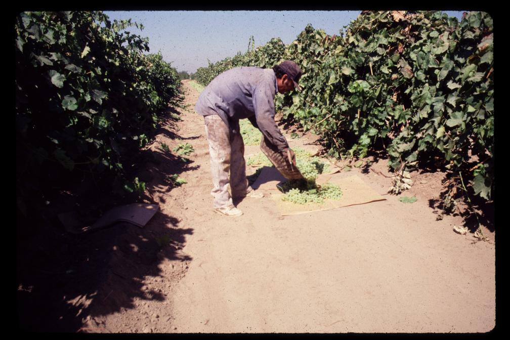 GR-SJ-06-1 UNIVERSITY OF CALIFORNIA COOPERATIVE EXTENSION 2006 SAMPLE COSTS TO ESTABLISH A VINEYARD AND PRODUCE GRAPES FOR RAISINS TRAY DRIED RAISINS SAN JOAQUIN VALLEY William L. Peacock Stephen J.