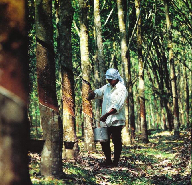 1.2 A sustainable resource Natural rubber is, in itself, a sustainable and renewable natural resource, whose cultivation creates positive spinoffs from economic, social and environmental perspectives.