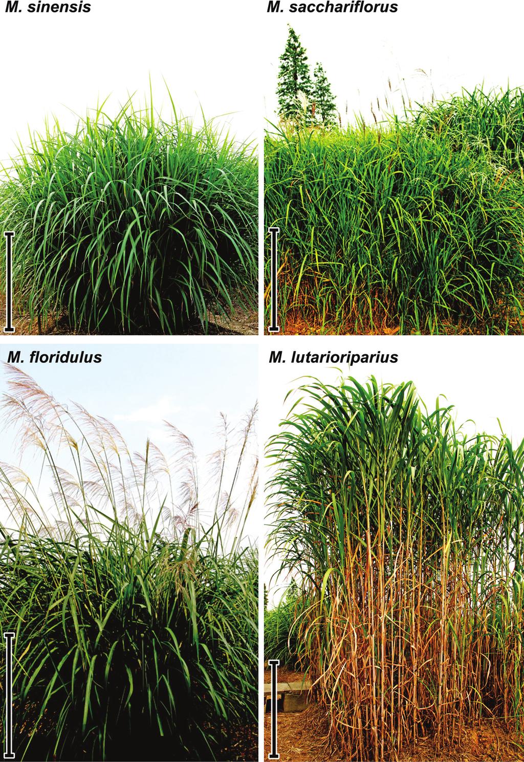 Miscanthus Biomass C. Liu et al. Figure 1. Plant phenotypes of four Miscanthus species. The photos were taken in September after the four Miscanthus species have fully developed. Bar =1 m. Table 1.