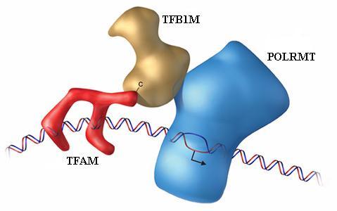3 2 PREGLED OBJAV 2.1 MITOHONDRIJSKI TRANSKRIPCIJSKI FAKTOR A GEN TFAM Gen TFAM je mitohondrijski transkripcijski faktor, ki je potreben je za transkripcijo mtdna.